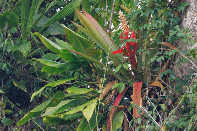Aechmea woronowii photo 3