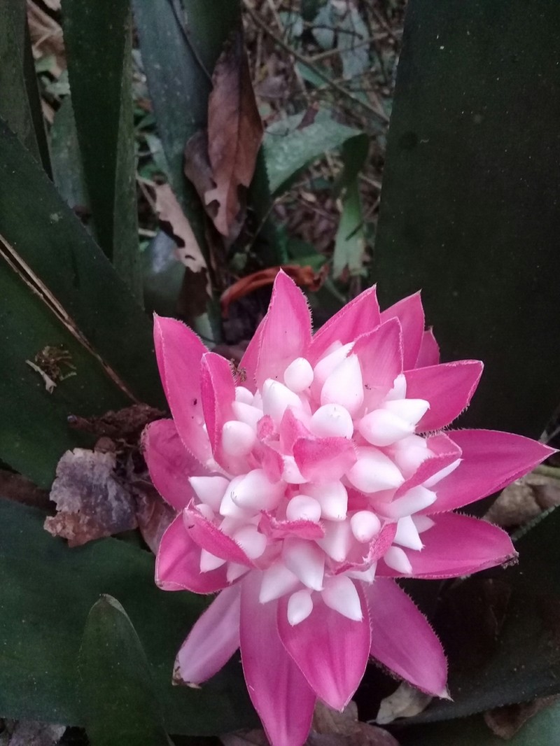 Aechmea woronowii photo 4