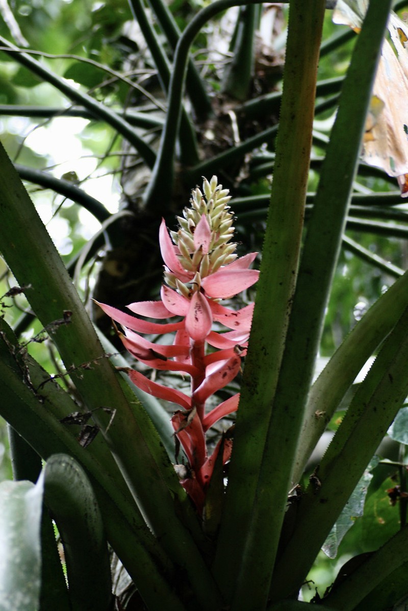 Aechmea woronowii photo 5