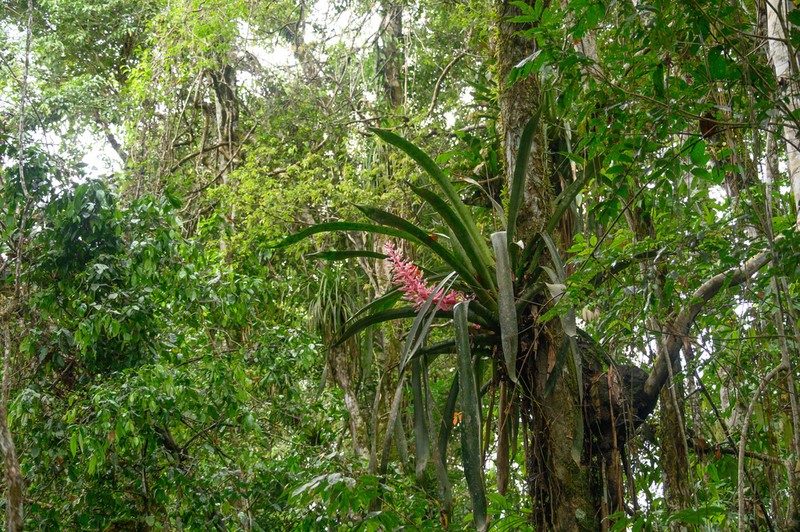 Aechmea woronowii photo 6