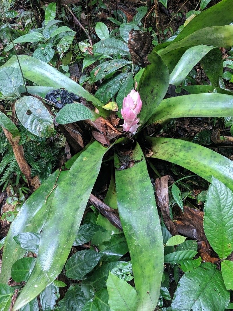 Aechmea woronowii photo 7