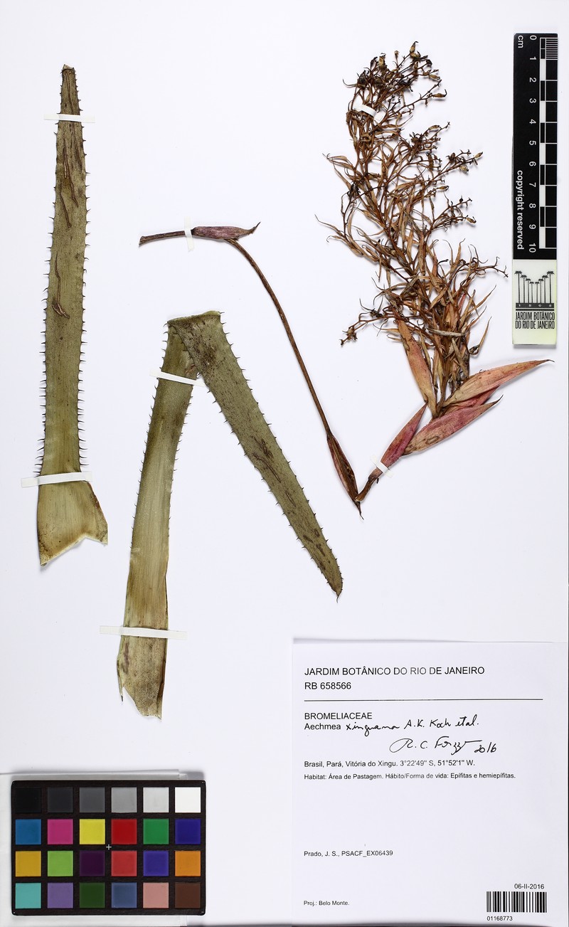 Aechmea xinguana