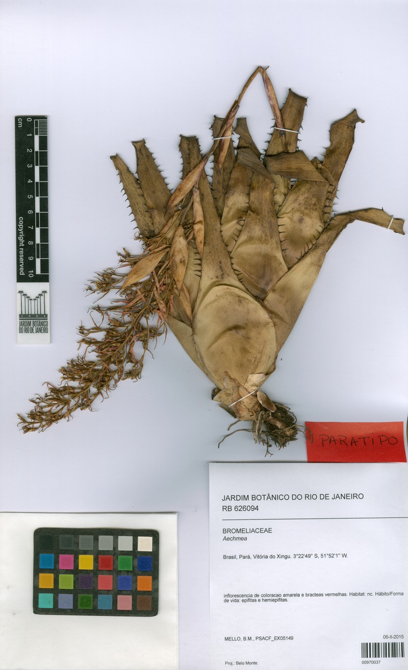 Aechmea xinguana photo 2