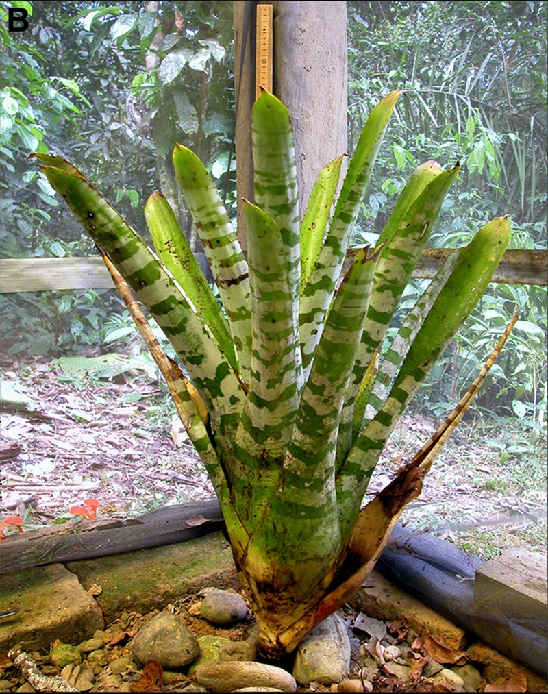 Aechmea zebrina