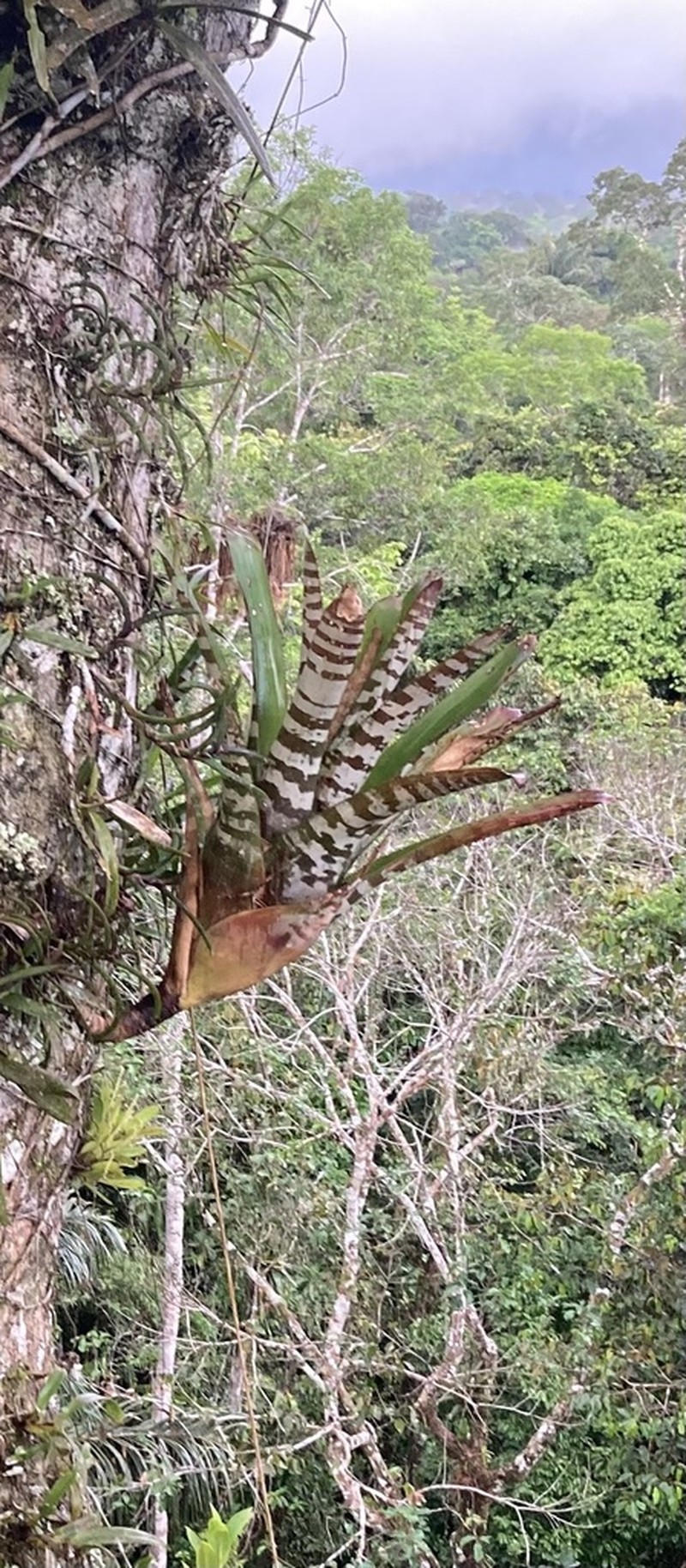 Aechmea zebrina photo 2