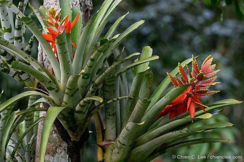 Aechmea zebrina photo 3