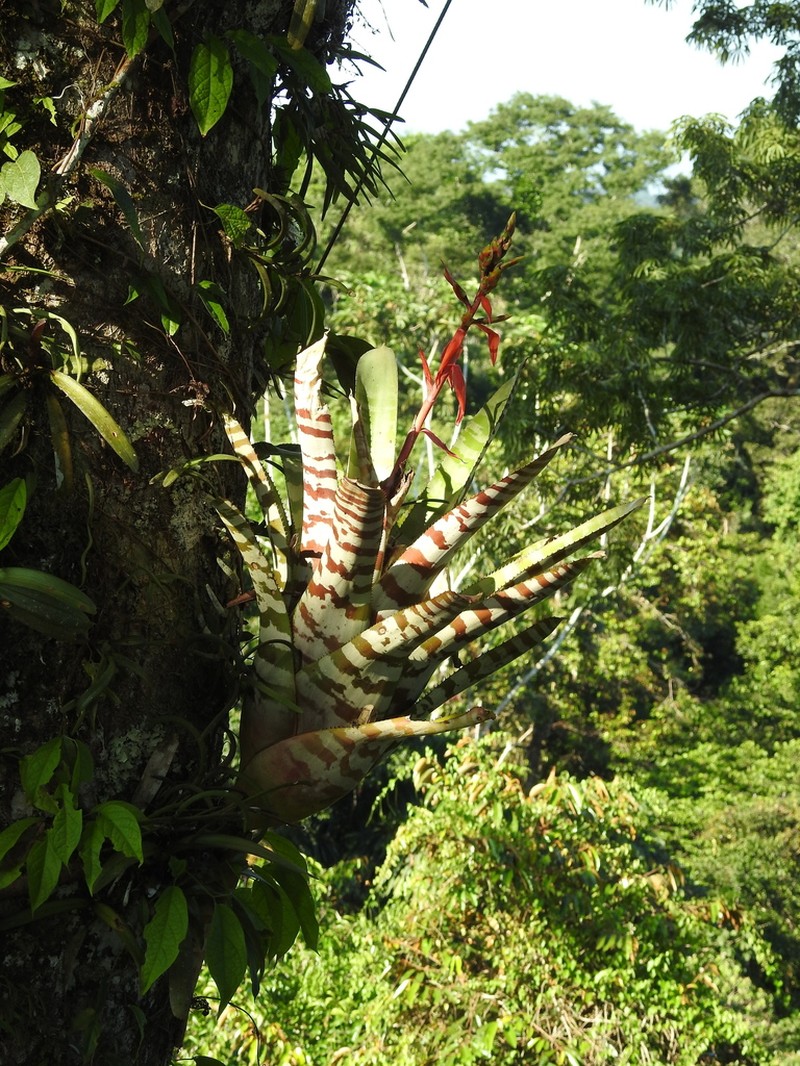 Aechmea zebrina photo 4
