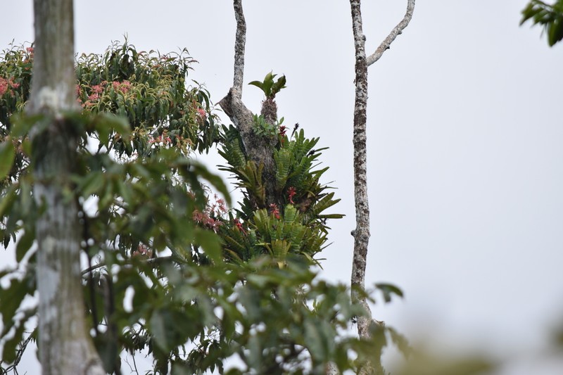 Aechmea zebrina photo 5