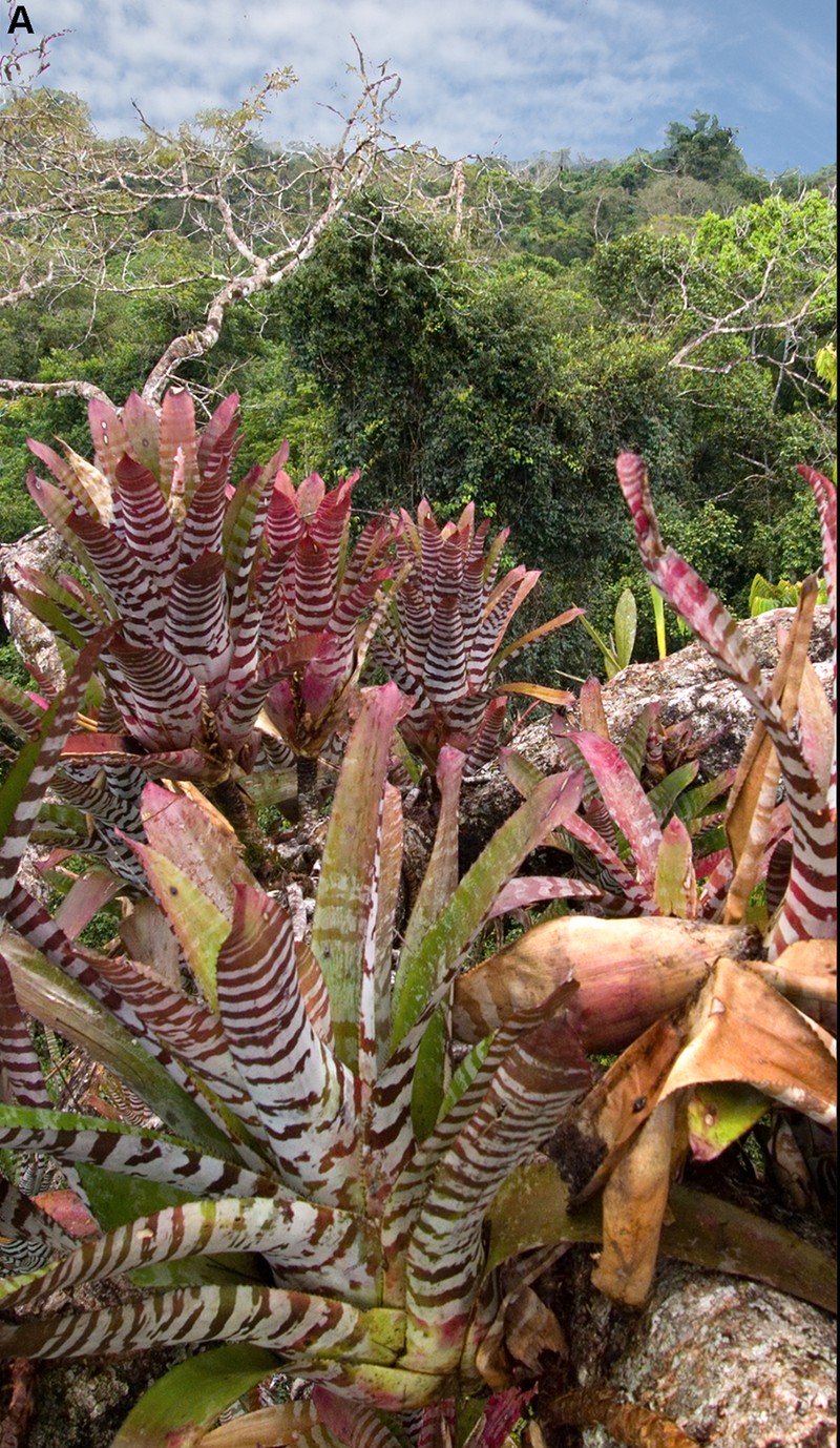 Aechmea zebrina photo 6