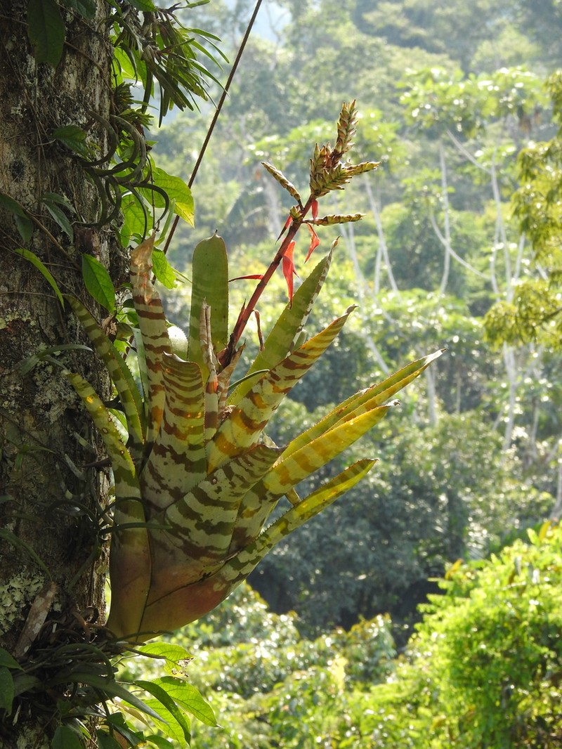 Aechmea zebrina photo 8