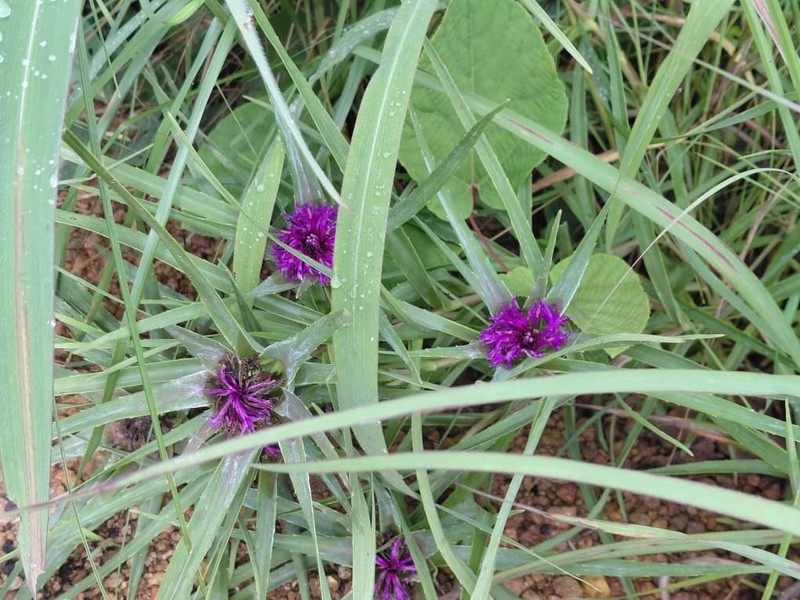 Aedesia glabra photo 2