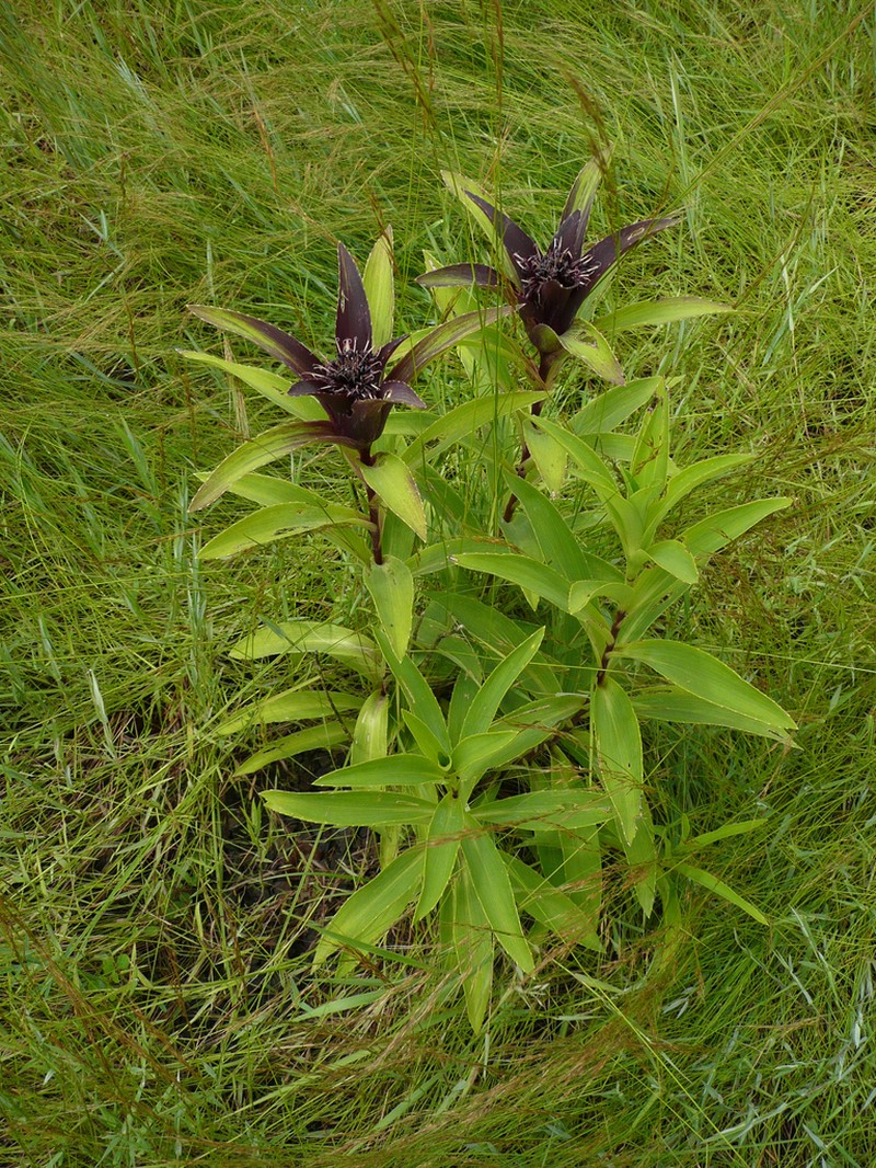 Aedesia glabra photo 5
