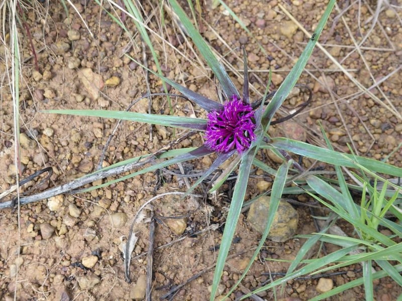 Aedesia glabra photo 6