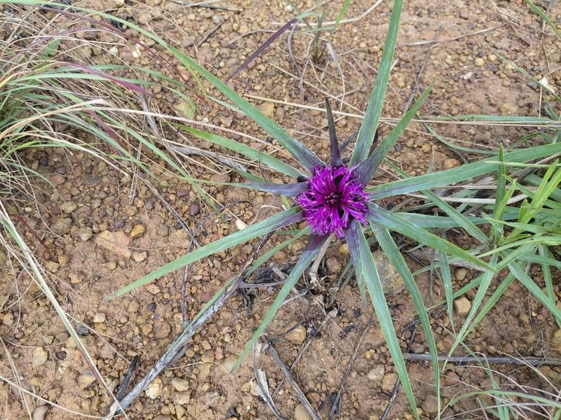 Aedesia glabra photo 7