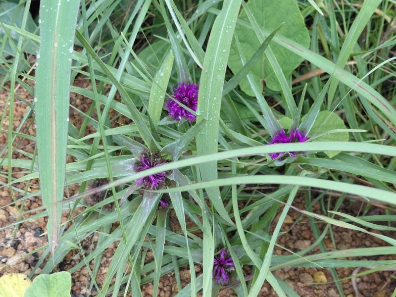 Aedesia glabra photo 8