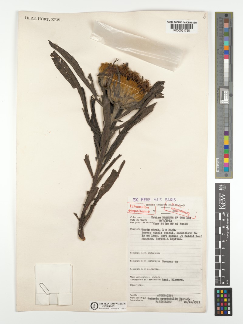 Aedesia spectabilis