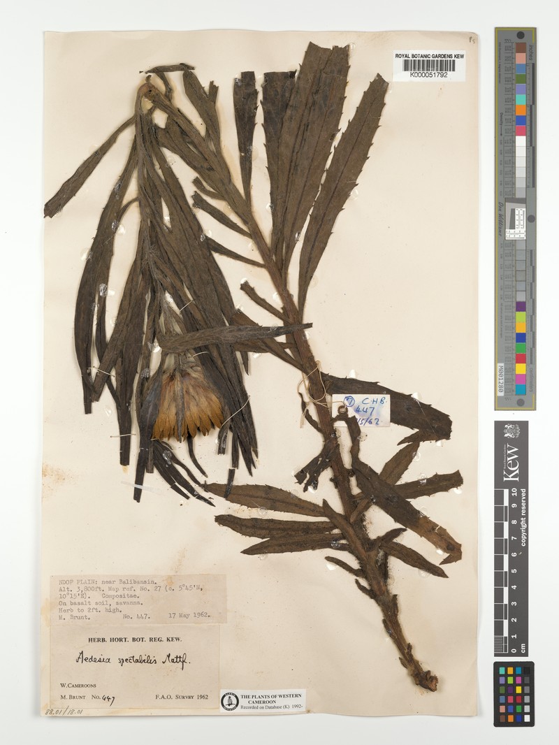 Aedesia spectabilis photo 2