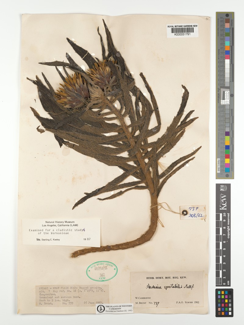 Aedesia spectabilis photo 3