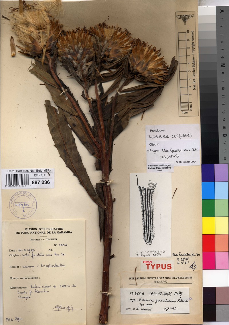Aedesia spectabilis photo 4