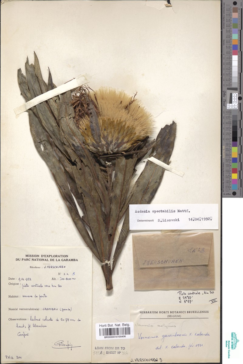 Aedesia spectabilis photo 5