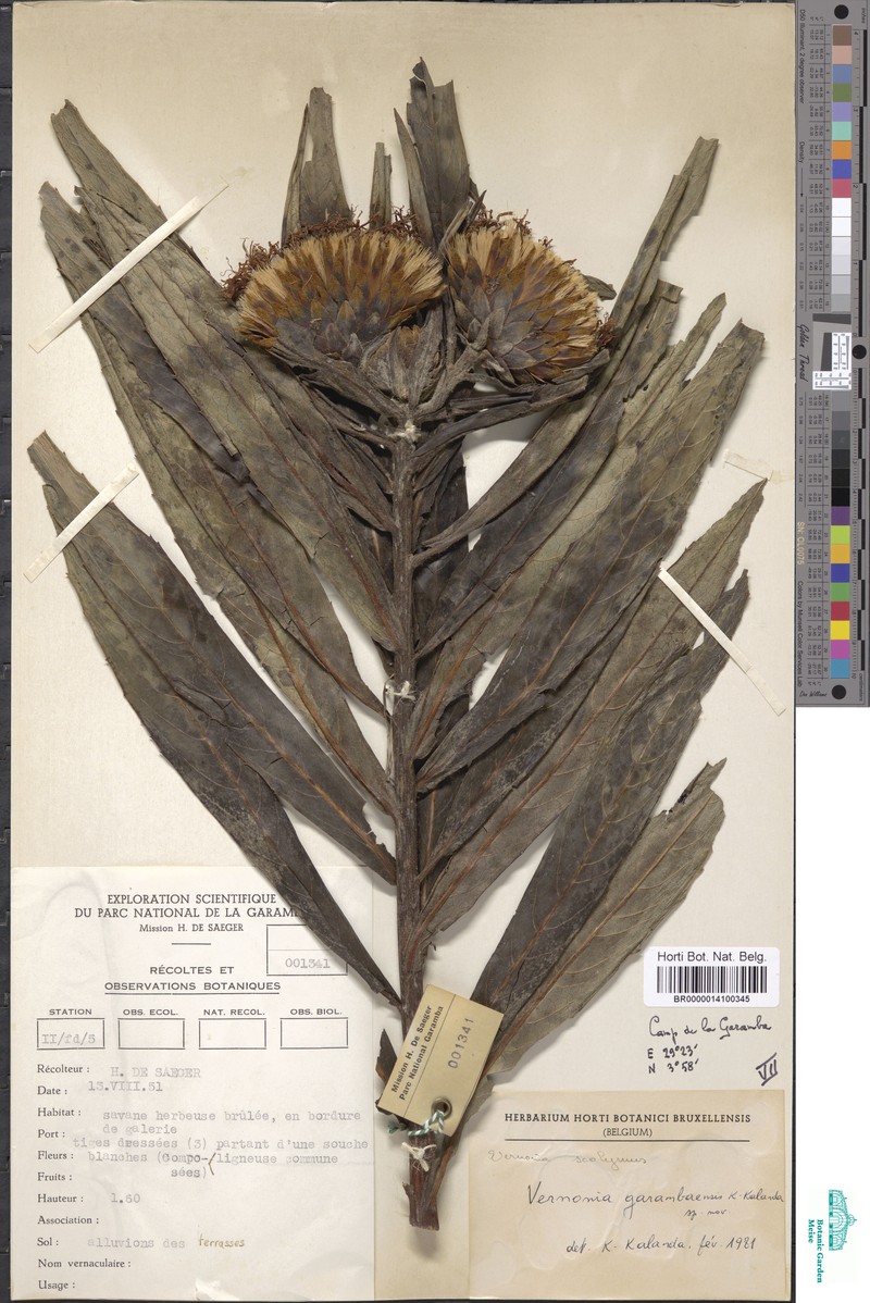 Aedesia spectabilis photo 6