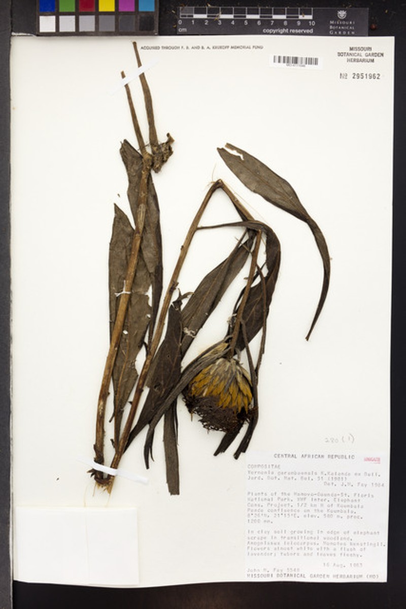 Aedesia spectabilis photo 7