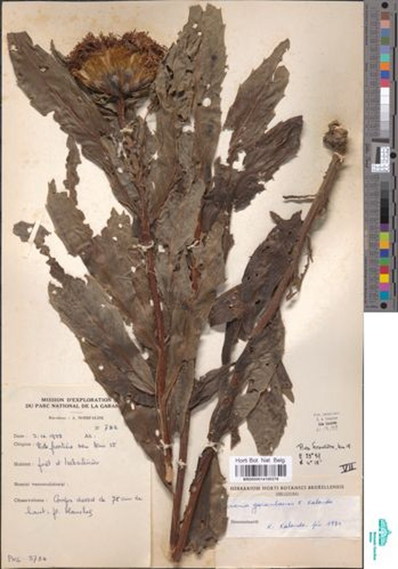 Aedesia spectabilis photo 8