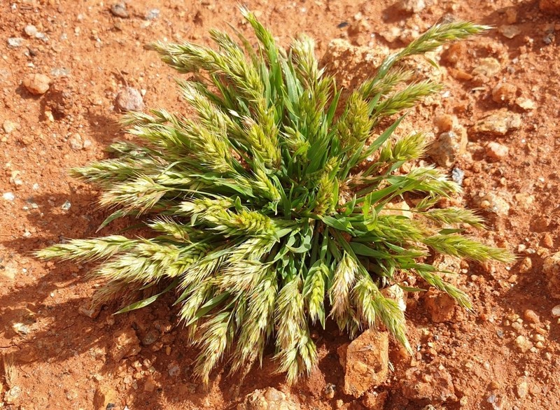 Aegialina pumila