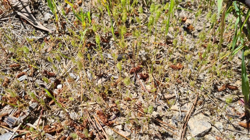 Aegialina pumila photo 2