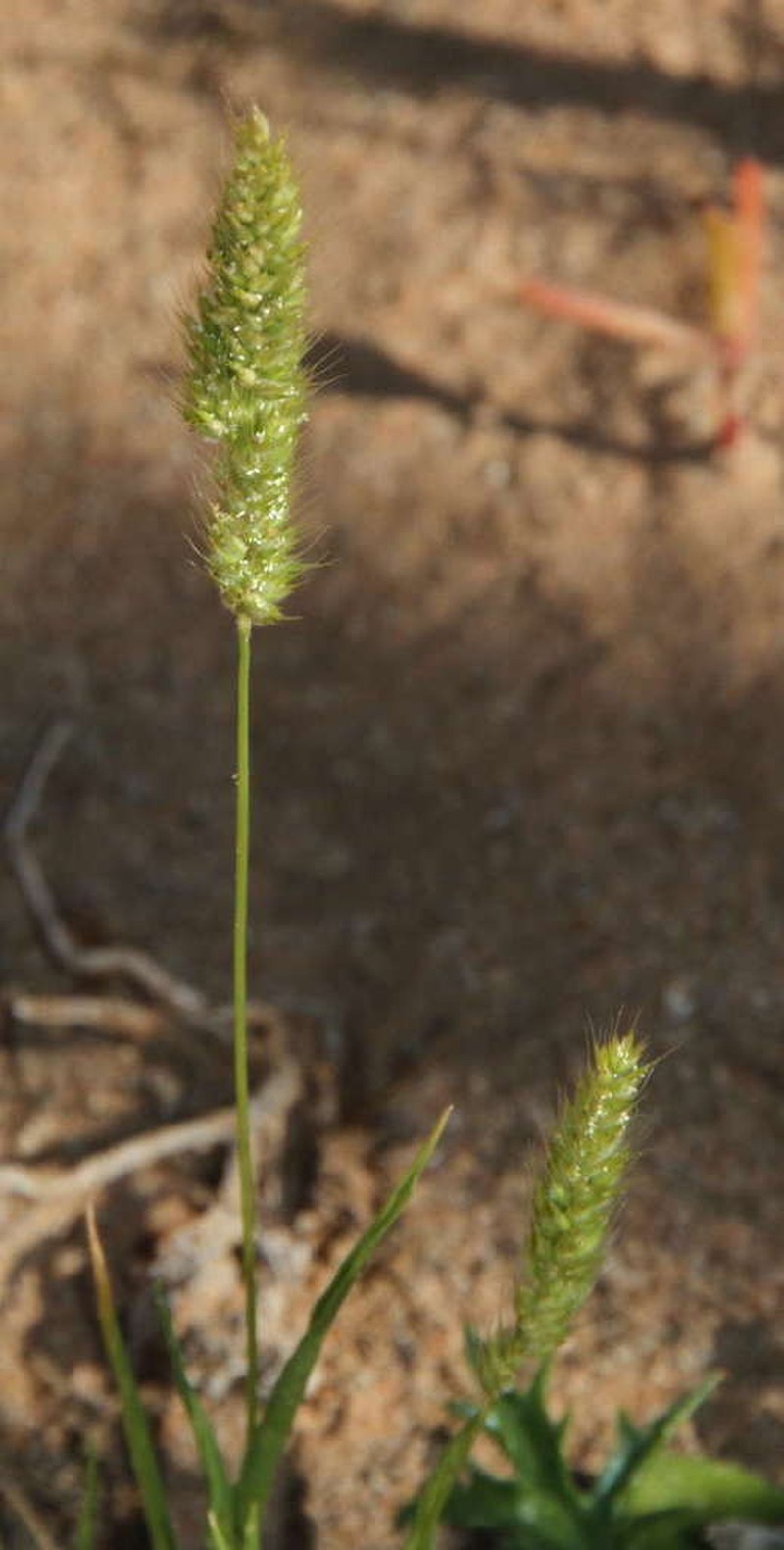 Aegialina pumila photo 3