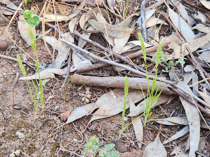 Aegialina pumila photo 4