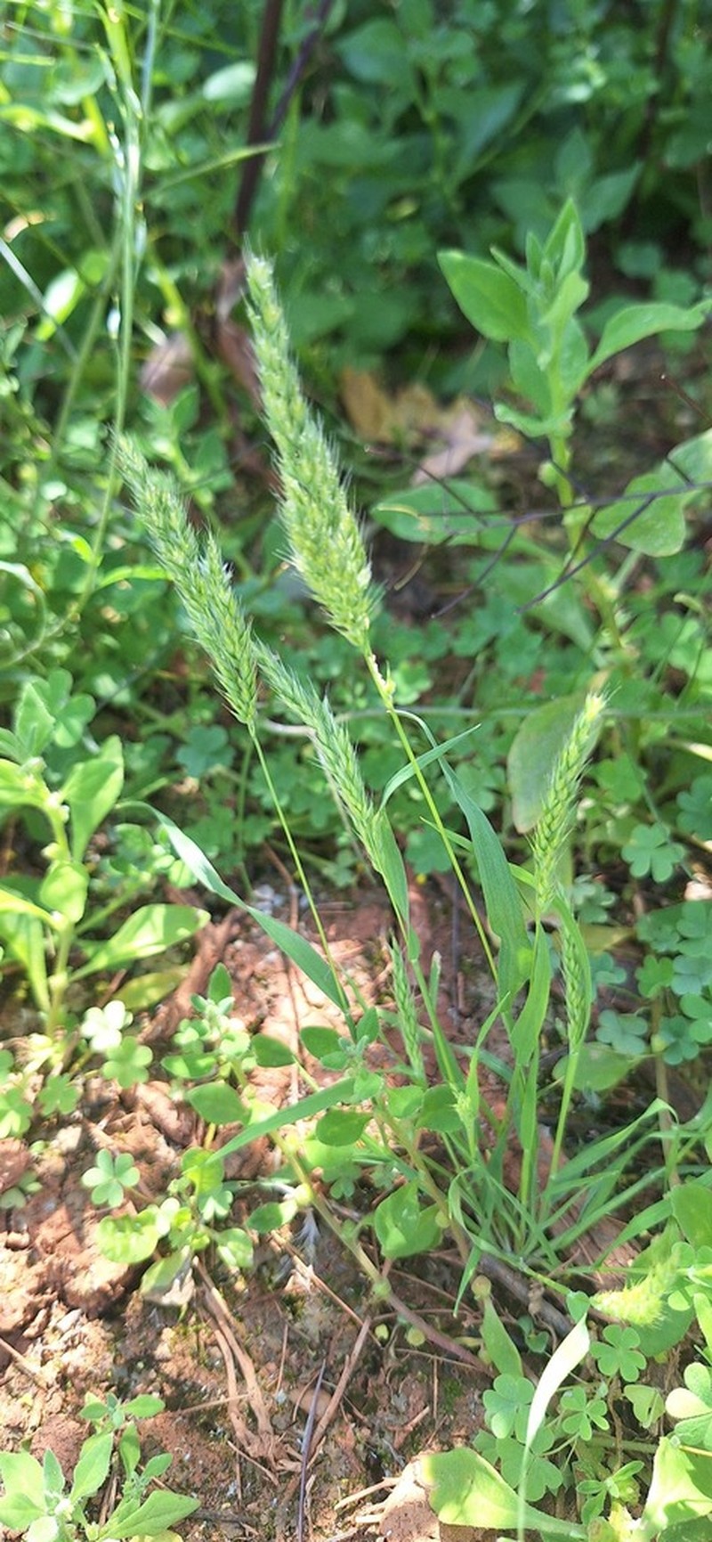 Aegialina pumila photo 6