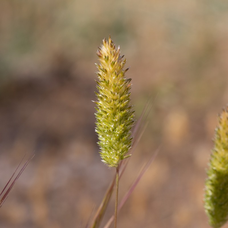 Aegialina pumila photo 8