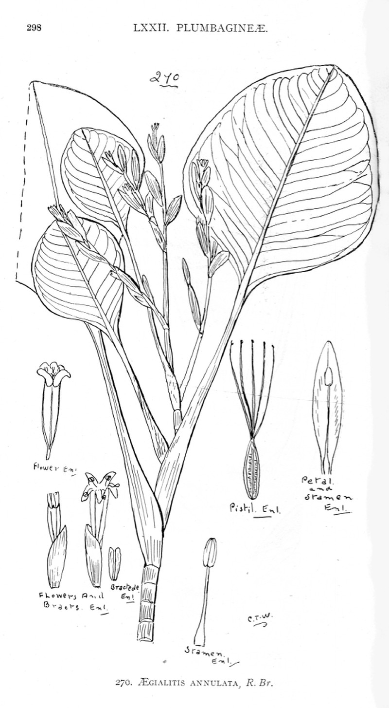 Aegialitis annulata
