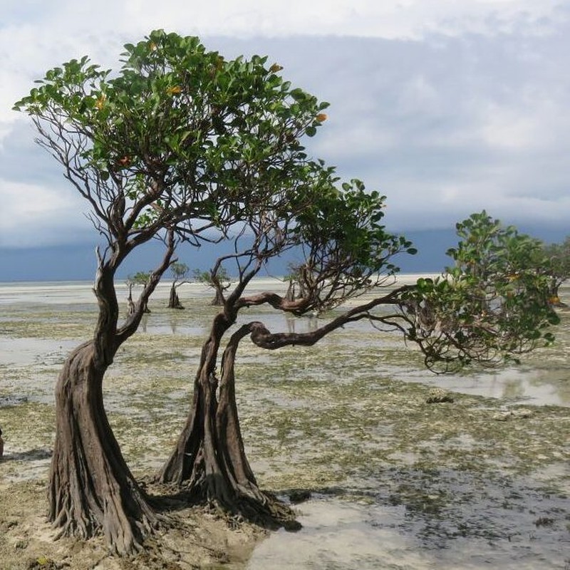 Aegialitis annulata photo 2