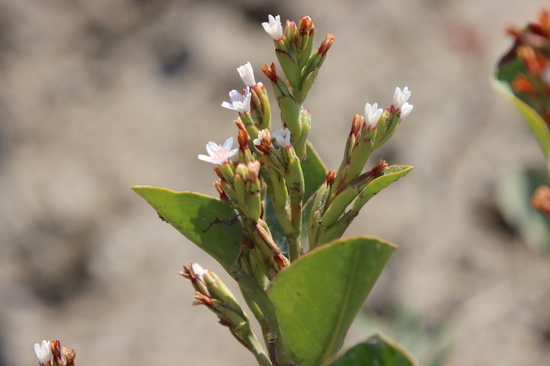 Aegialitis annulata photo 3
