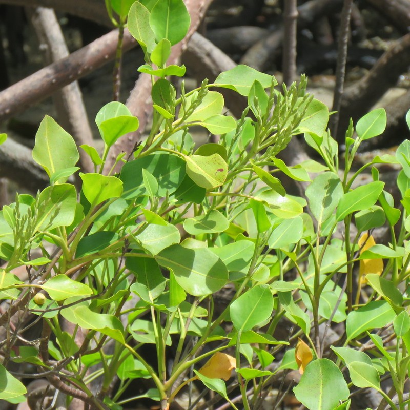 Aegialitis annulata photo 5