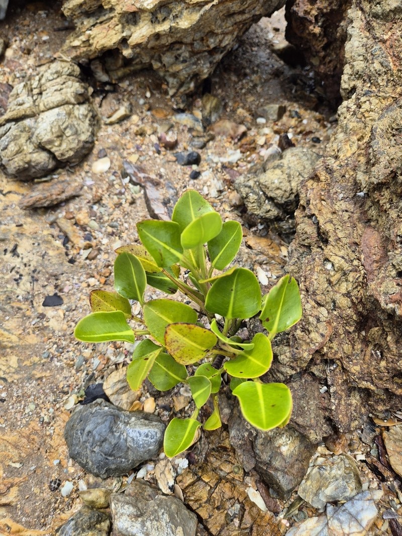 Aegialitis annulata photo 7