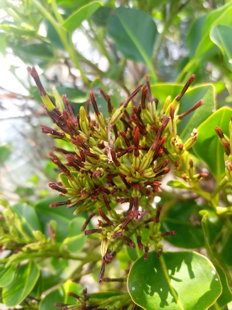 Aegialitis annulata photo 8