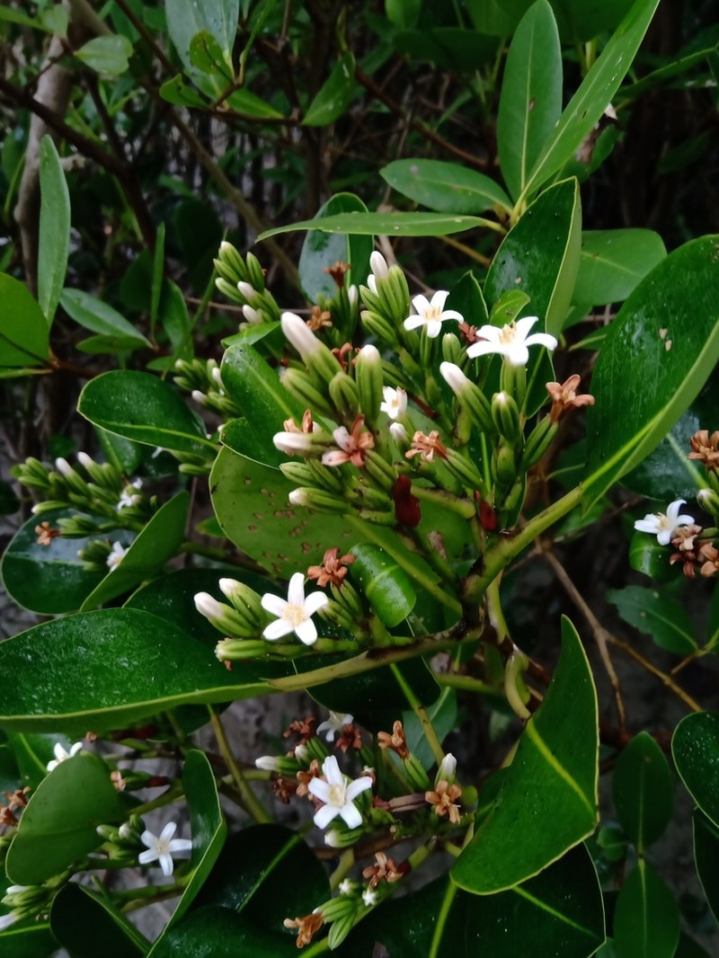 Aegialitis rotundifolia photo 2