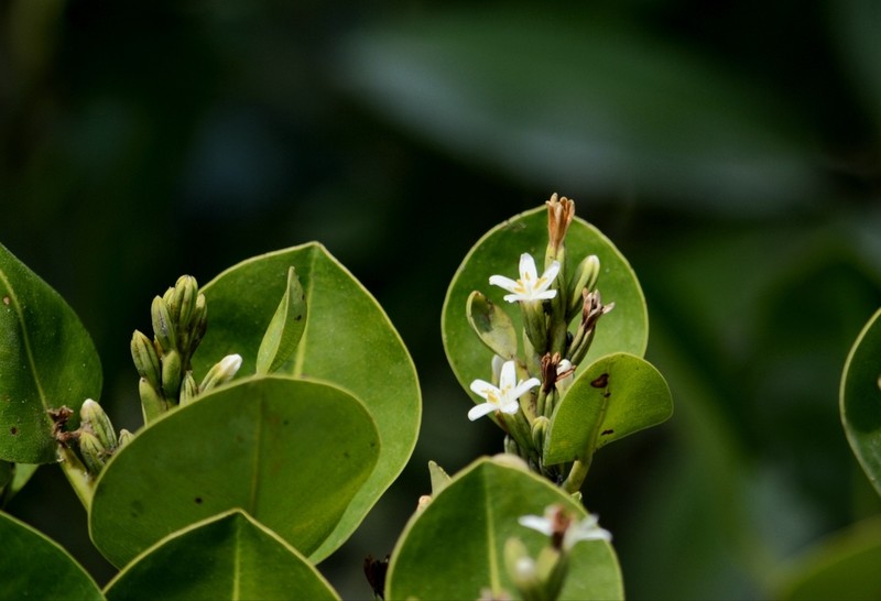 Aegialitis rotundifolia photo 3