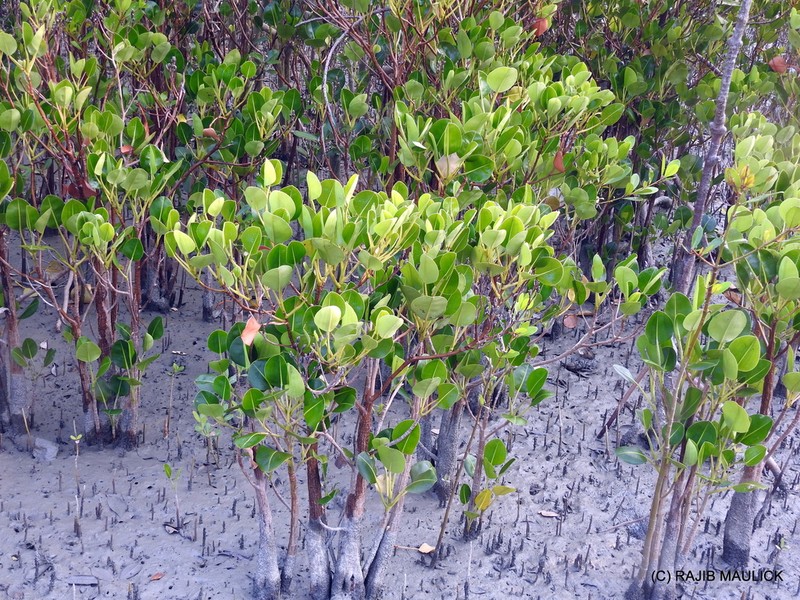Aegialitis rotundifolia photo 5