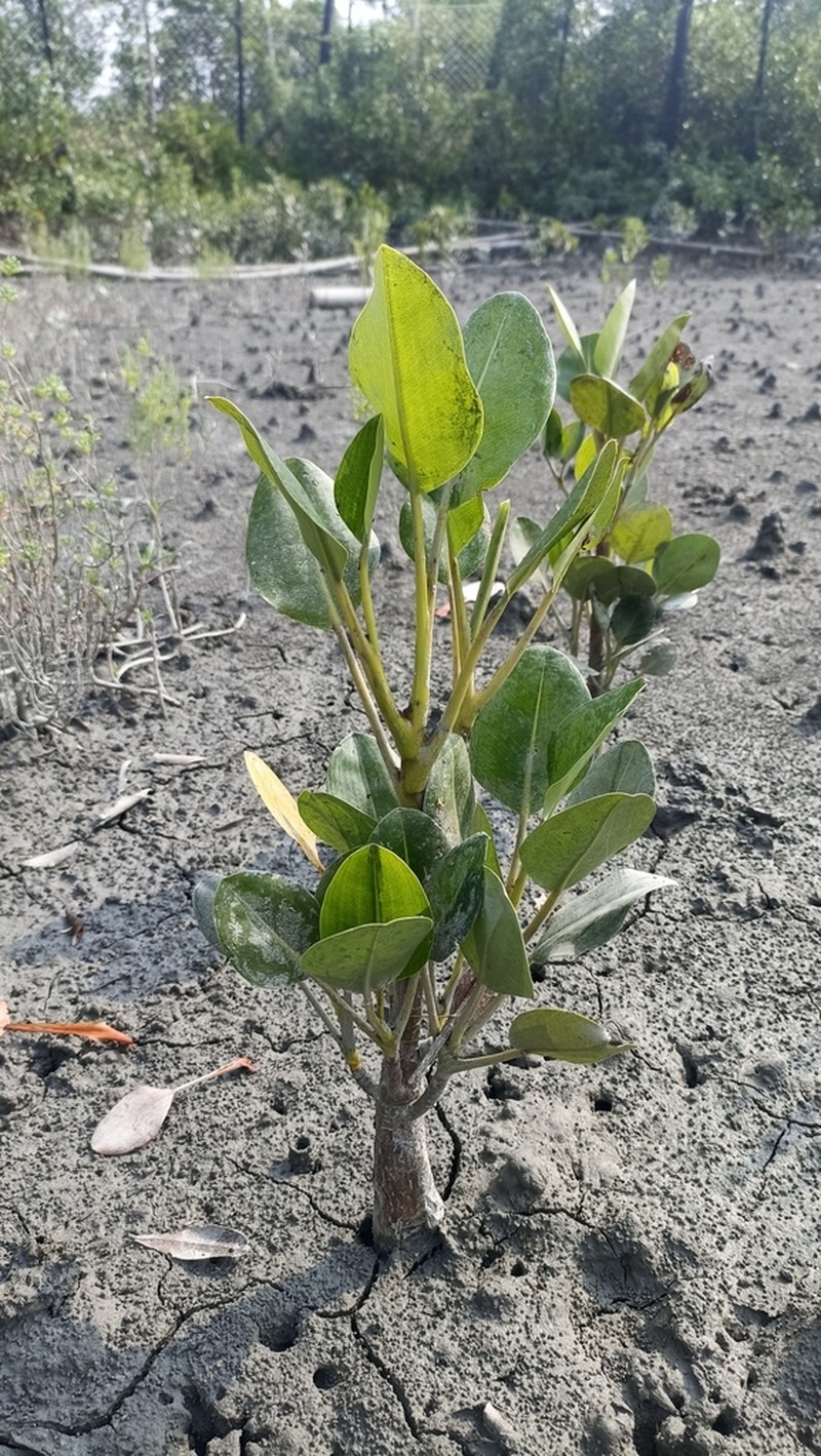 Aegialitis rotundifolia photo 6
