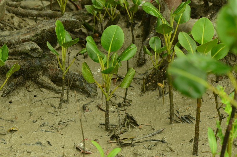 Aegialitis rotundifolia photo 7