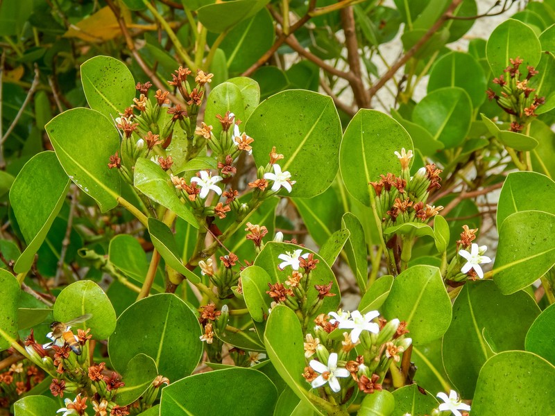 Aegialitis rotundifolia photo 8