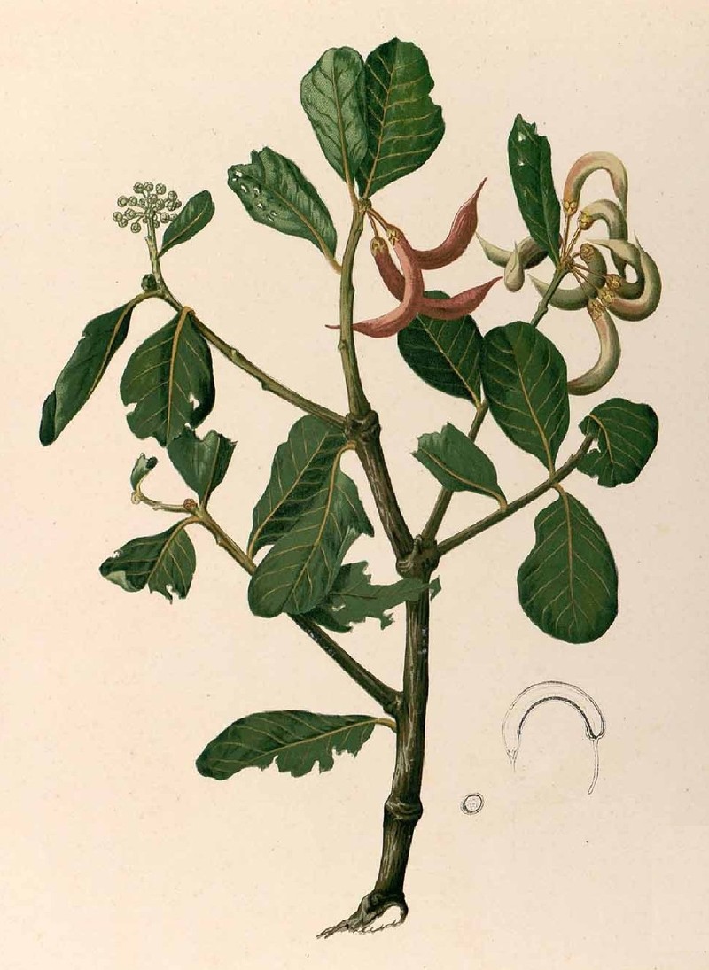 Aegiceras corniculatum