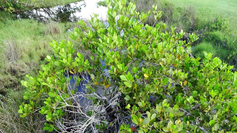 Aegiceras corniculatum photo 2