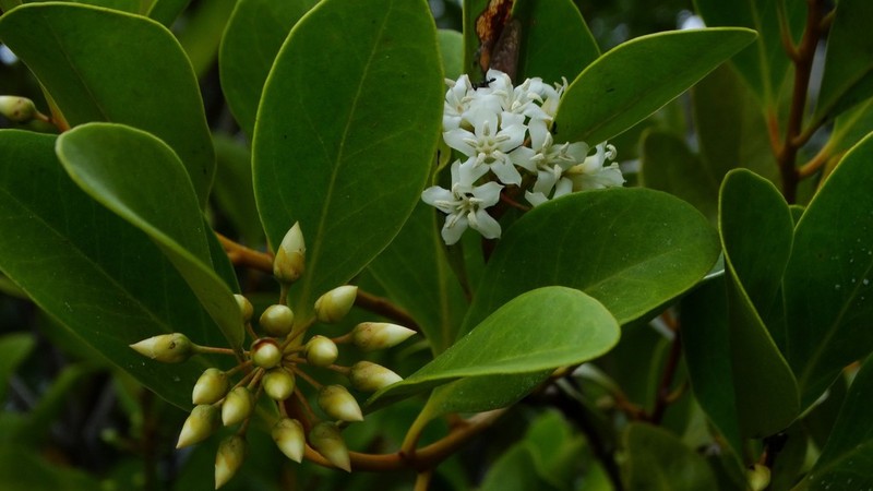 Aegiceras corniculatum photo 3