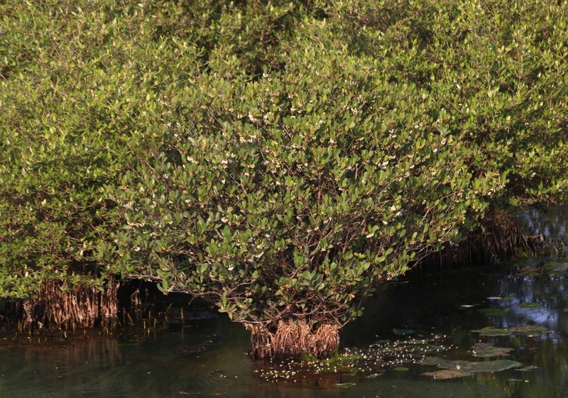 Aegiceras corniculatum photo 4