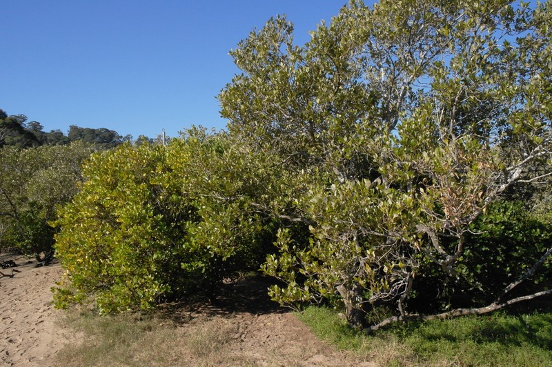 Aegiceras corniculatum photo 5